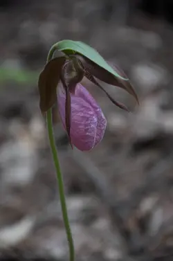 pink lady slipper lightened.jpg