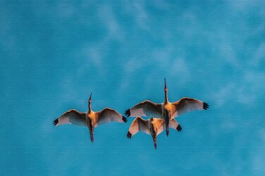 183-ibis-flying-(2)-rd.jpg