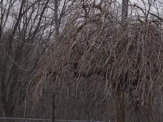 V3N00198b-Crop1440-C1.webp