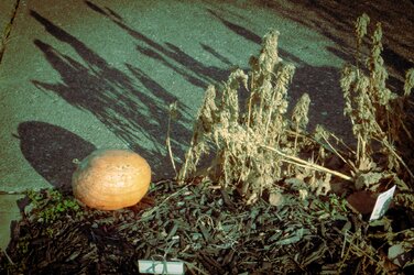 pumpkin on sidewalk.jpg