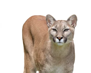 cougar-isolated-white-background.webp cougar-isolated-white-background.webp