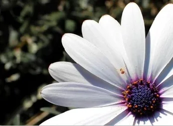 flower.webp