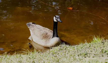 Goose.webp