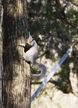 Squirrel.jpg Squirrel.jpg