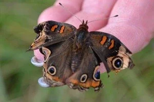 $butterfly.webp