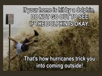 $dolphins.webp