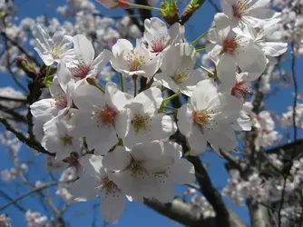 $Sakura 2.jpg $Sakura 2.jpg