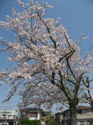 $Sakura 3.jpg