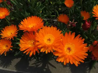 $Flower 2.jpg $Flower 2.jpg