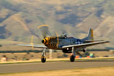 $Mustang.webp