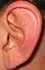 $MIT_Human_eartosize.webp