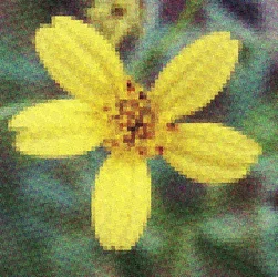 $half-tone flower_smaller.webp $half-tone flower_smaller.webp