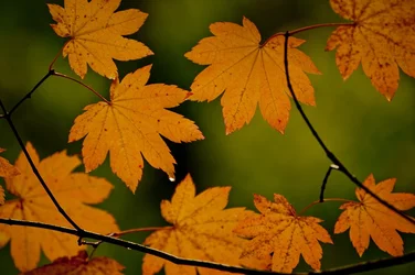 $_D3X8178_ Oct 31 2012.webp $_D3X8178_ Oct 31 2012.webp