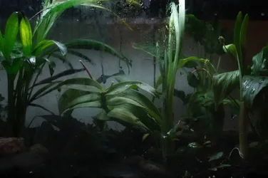 $plants.webp $plants.webp