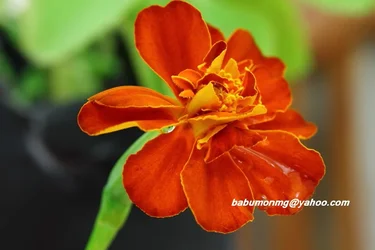 $IMG_5228 (1024x683).webp