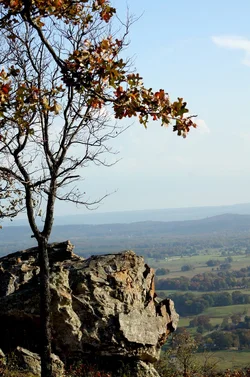 $tree 2 4x6.webp