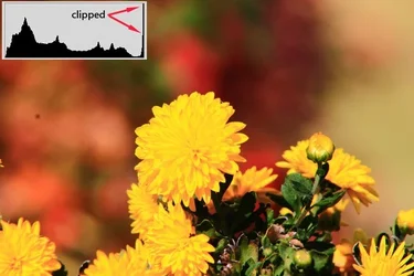 $yellow_01.webp