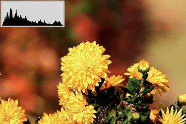 $yellow_02.webp