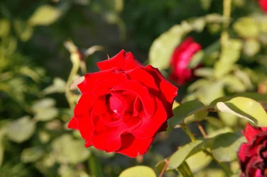$05CX6177.webp