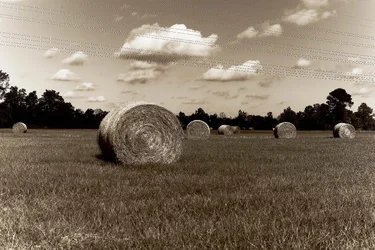 $hay bales 1 sepia small.webp