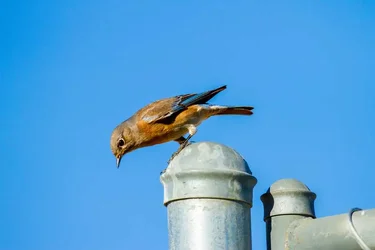 $birdll.webp
