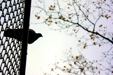 $PigeonColor2.webp $PigeonColor2.webp