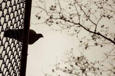 $PigeonSepia.webp $PigeonSepia.webp