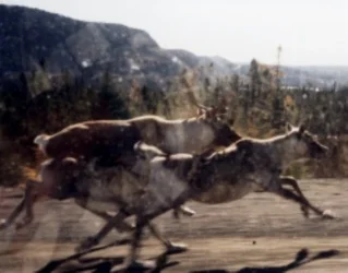 $3 caribou zoom.webp