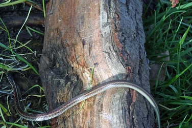$crawling snake (resized).webp
