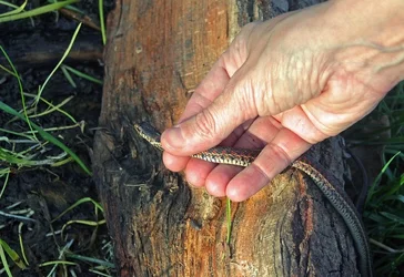 $red snake in hand (resized).webp