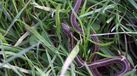 $snake in grass 3 (resized).webp
