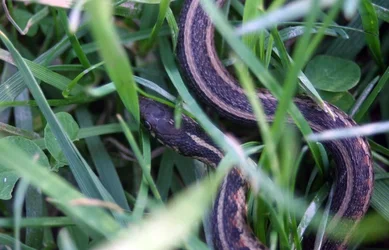 $snake in the grass 2 (resized).webp