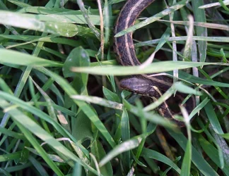 $snake in the grass (resized).webp