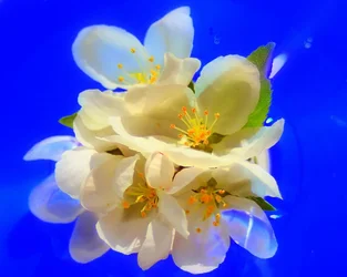 $white flowers3 saturated.webp