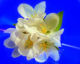 $white flowers saturated.webp