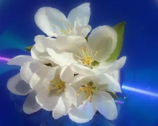 $white flowers.webp