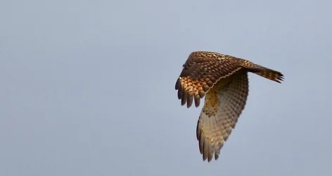 $Hawk 59_edited-1.webp