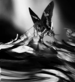 $moth.webp