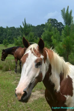 $Horse.webp
