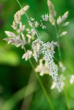 $Summer_Grass_8x10.webp $Summer_Grass_8x10.webp