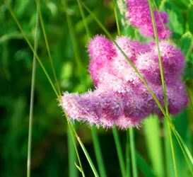$Violet_Summer_Bloom_8x10.webp $Violet_Summer_Bloom_8x10.webp