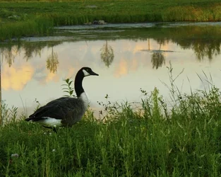 $drexes geese.webp $drexes geese.webp