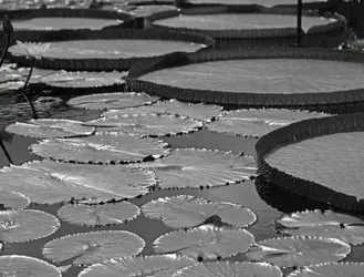 $Lillypad in Monochrome.webp