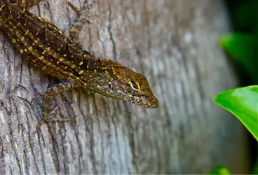 $Lizard.webp