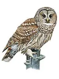 $owl.webp