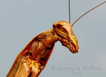 $Underside Mantis 2.webp
