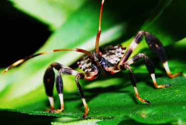 $Leaffooted Bug 2.jpg