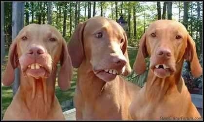 $2744_redneck_coon_hounds_1.webp $2744_redneck_coon_hounds_1.webp