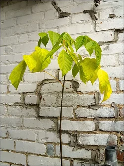$fall_sapling.webp $fall_sapling.webp