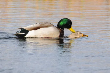 $ducks 011.webp